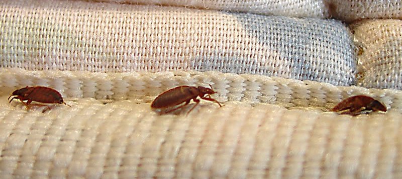 BEDBUGS MANAGEMENT