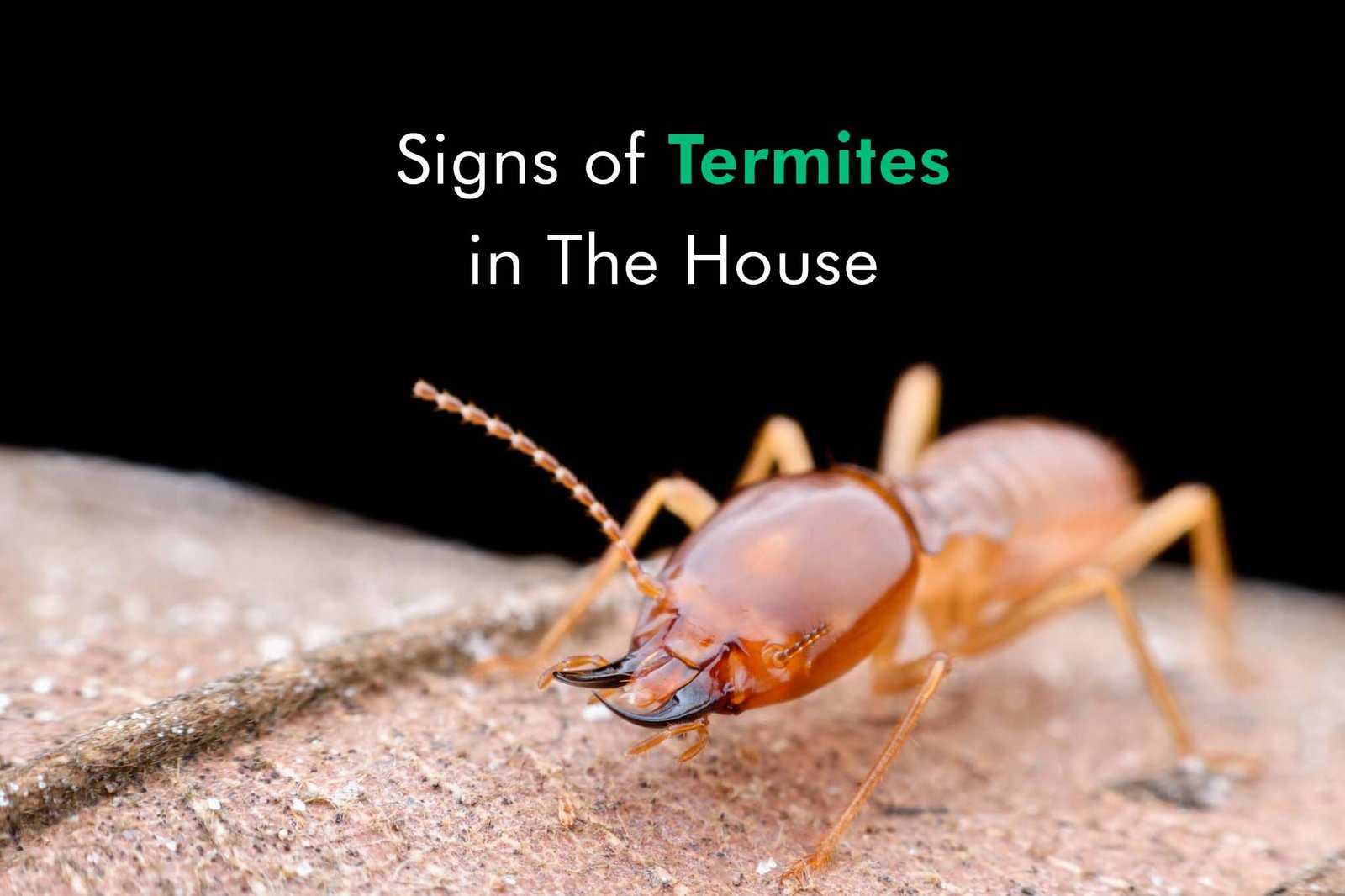 POST CONSTRUCTIONAL ANTI-TERMITE TREATMENT
