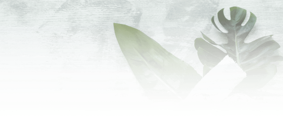 City Pest Control Services