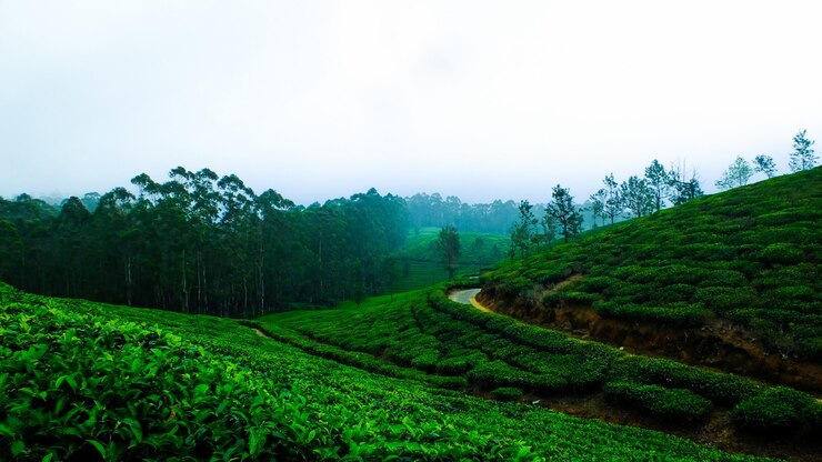 Ooty Hills