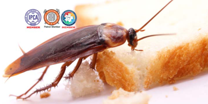 City Pest Control Services