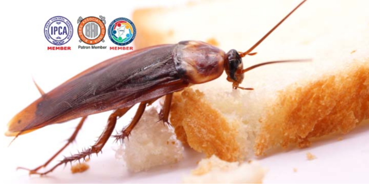 City Pest Control Services